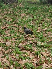 Columba livia domestica