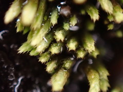 Conostomum tetragonum