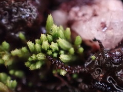 Conostomum tetragonum