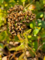Achillea millefolium borealis