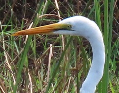 Ardea alba melanorhynchos