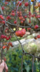 Malus