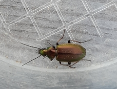 Agonum marginatum