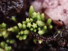 Conostomum tetragonum