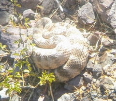 Crotalus tigris