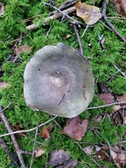 Russula virescens