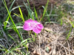 Dianthus seguieri