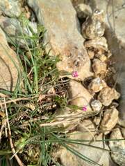 Silene sclerocarpa