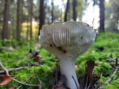 Russula virescens