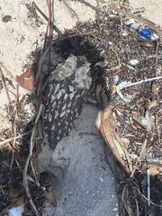 Chilomycterus schoepfii