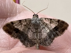 Frederickia nigricomma