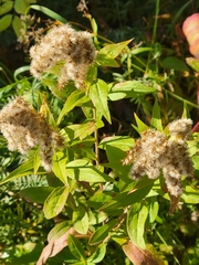 Solidago canadensis