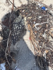 Chilomycterus schoepfii