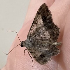 Frederickia nigricomma