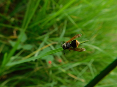 Brachygastra mellifica