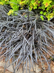 Ophiopogon planiscapus