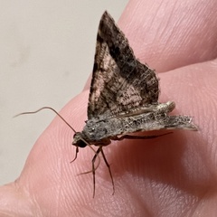 Frederickia nigricomma