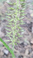 Cenchrus alopecuroides