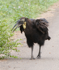 Bucorvus leadbeateri