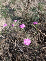Dianthus seguieri