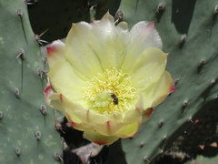 Opuntia excelsa