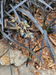 Ophiopogon planiscapus