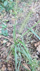 Cenchrus alopecuroides