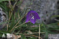 Campanula herminii