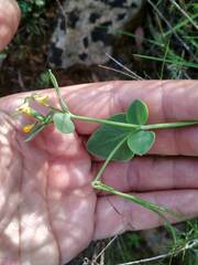 Coronilla scorpioides