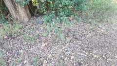 Cenchrus alopecuroides