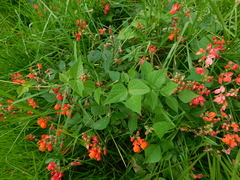 Phaseolus coccineus