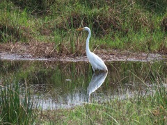 Ardea alba melanorhynchos