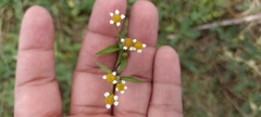 Galinsoga parviflora