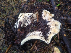 Russula brevipes