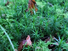 Polytrichum formosum