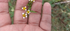 Galinsoga parviflora