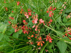 Phaseolus coccineus