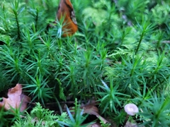 Polytrichum formosum
