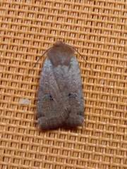 Conistra erythrocephala