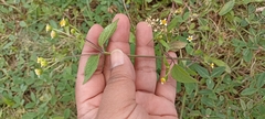 Galinsoga parviflora