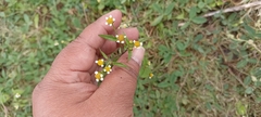 Galinsoga parviflora