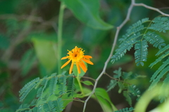 Pseudogynoxys chenopodioides