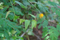 Pseudogynoxys chenopodioides