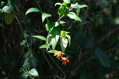 Pseudogynoxys chenopodioides