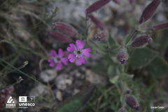 Silene acutifolia