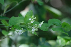 Citharexylum berlandieri