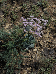 Goniolimon speciosum