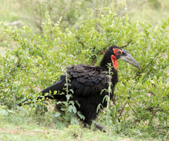 Bucorvus leadbeateri