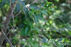 Citharexylum berlandieri