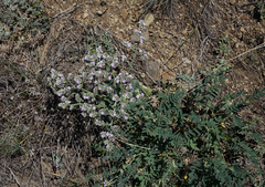 Goniolimon speciosum